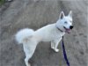 adoptable Dog in fremont, CA named *MASTER SHIFU ATLAS