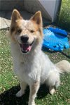 adoptable Dog in fremont, CA named KAI