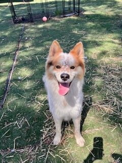 adoptable Dog in Fremont, CA named KAI