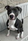 adoptable Dog in fremont, CA named HARRIET