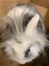adoptable Rabbit in fremont, CA named *SNOWBALL