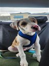 adoptable Dog in fremont, CA named *AUSTIN