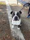 adoptable Dog in fremont, CA named SID