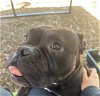 adoptable Dog in fremont, CA named *GERTRUDE