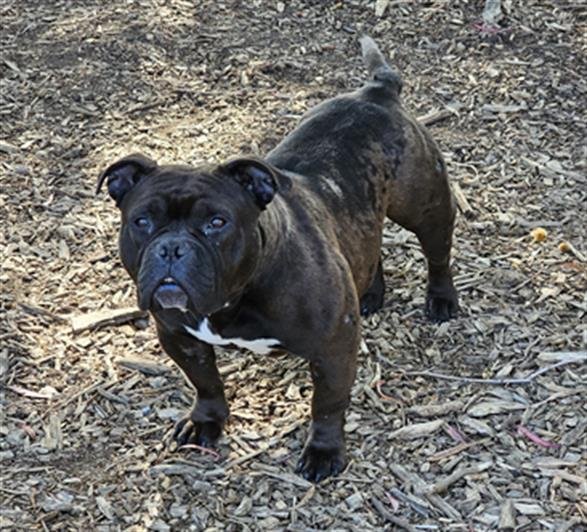 adoptable Dog in Fremont, CA named *GERTRUDE
