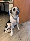 adoptable Dog in fremont, CA named *DAISY