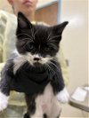 adoptable Cat in fremont, CA named A188710