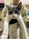 adoptable Cat in fremont, CA named A188712