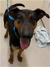 adoptable Dog in fremont, CA named WALDO