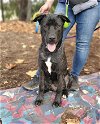 adoptable Dog in fremont, CA named ROCKY
