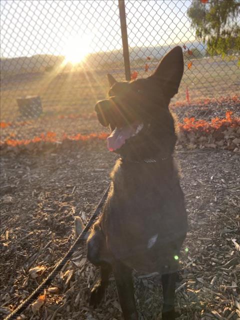 adoptable Dog in Fremont, CA named PEACHES THE PRINCESS