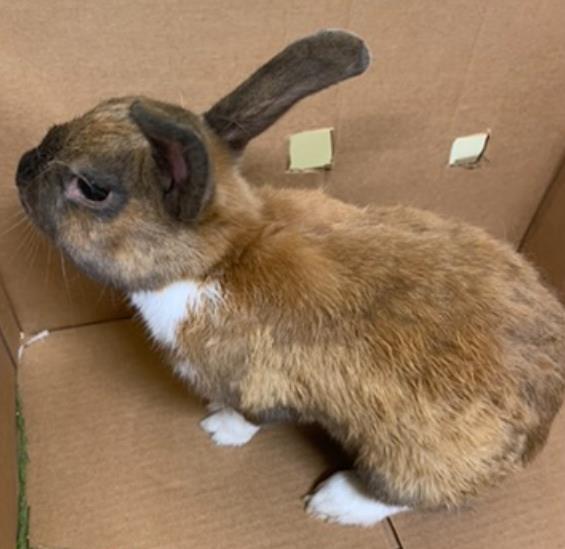 adoptable Rabbit in Fremont, CA named *ROGER RABBIT