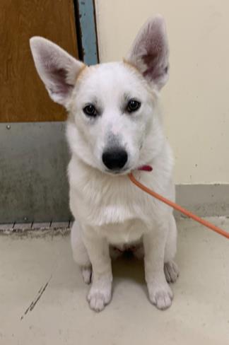 adoptable Dog in Fremont, CA named *WILLOW