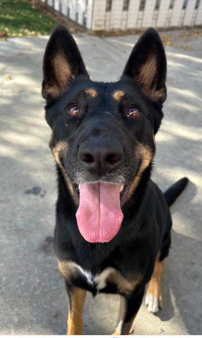 adoptable Dog in Fremont, CA named LUCY