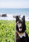 adoptable Dog in fremont, CA named BEAR