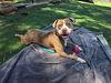 adoptable Dog in fremont, CA named *TOAST MALONE