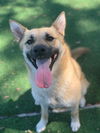 adoptable Dog in fremont, CA named *RAYE