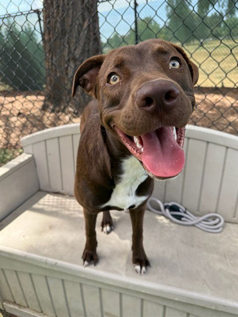 adoptable Dog in Fremont, CA named *MOCHA
