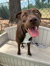 adoptable Dog in fremont, CA named *MOCHA