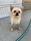 adoptable Dog in fremont, CA named *TOBY