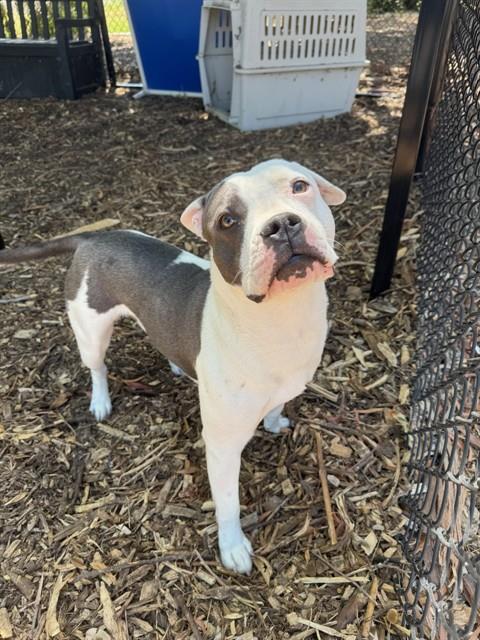 adoptable Dog in Fremont, CA named *PETEY