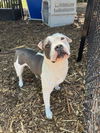 adoptable Dog in fremont, CA named *PETEY
