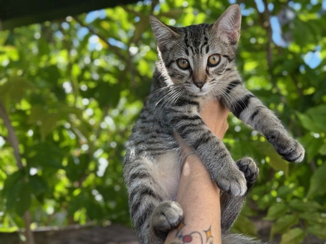 adoptable Cat in Fremont, CA named RUPPERT