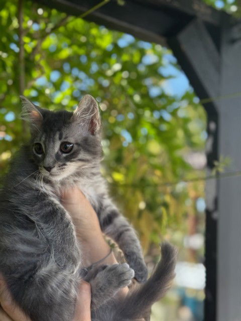 adoptable Cat in Fremont, CA named RUSSELL