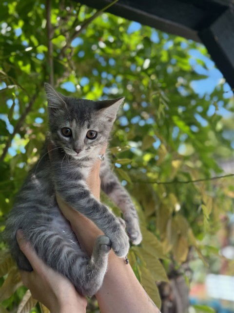 adoptable Cat in Fremont, CA named RUBY