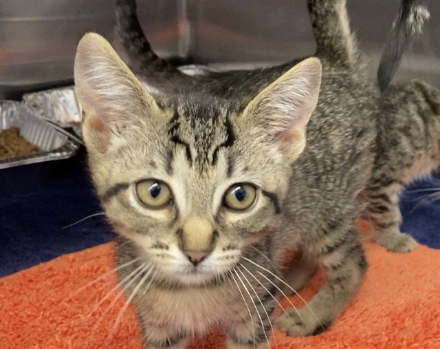 adoptable Cat in Fremont, CA named REN
