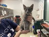 adoptable Cat in fremont, CA named *LUCAS SINCLAIR