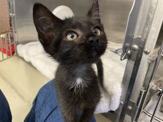 adoptable Cat in Fremont, CA named *WILL BYERS