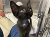 adoptable Cat in fremont, CA named *WILL BYERS