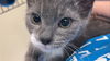 adoptable Cat in fremont, CA named *LADY GAGA