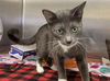 adoptable Cat in fremont, CA named *STORMY