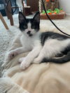 adoptable Cat in fremont, CA named *STACHE