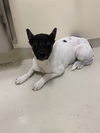 adoptable Dog in fremont, CA named *RINA