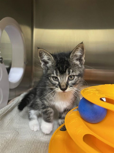 adoptable Cat in Fremont, CA named *STORMIE