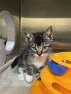 adoptable Cat in fremont, CA named *STORMIE