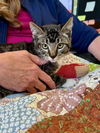 adoptable Cat in Fremont, CA named *STORMIE