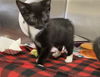 adoptable Cat in fremont, CA named *LUCY