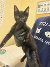 adoptable Cat in fremont, CA named *OLIVER