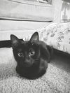 adoptable Cat in Fremont, CA named *OLIVER