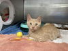 adoptable Cat in Fremont, CA named *FAWKES