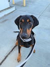 adoptable Dog in fremont, CA named *THEO