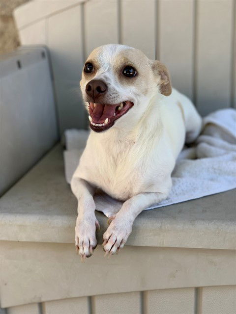 adoptable Dog in Fremont, CA named *ROXY*