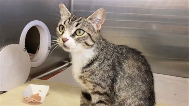 adoptable Cat in Fremont, CA named *QUARRY