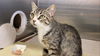 adoptable Cat in fremont, CA named *QUARRY