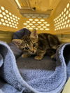adoptable Cat in fremont, CA named *NUGMEG