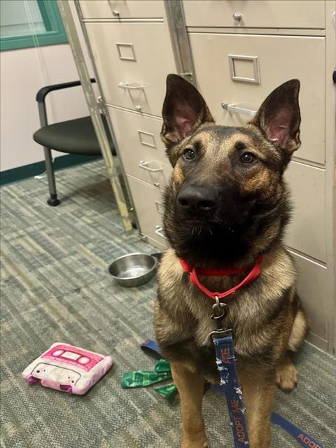 adoptable Dog in Fremont, CA named LEON